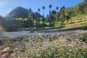 Mùa hoa tam giác mạch ở Hà Giang 