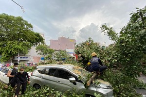 古榕樹連根拔起壓住兩汽車