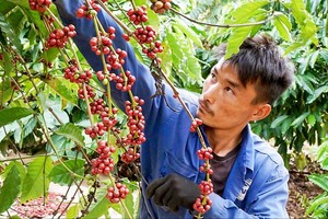 嘉莱省农民正在收获 2025—2026 年度咖啡。