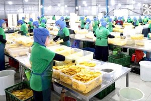 在胡志明市安乐坊俊达农产品食品加工有限责任公司进行农产品初加工。（图：黄雄）