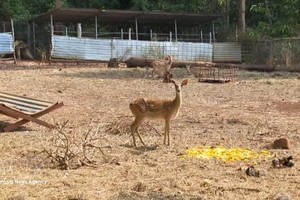 在中心的半野生圈养区，多种野生动物正在接受照料、健康监测，并逐步恢复适应自然环境的能力。图片来源：越通社