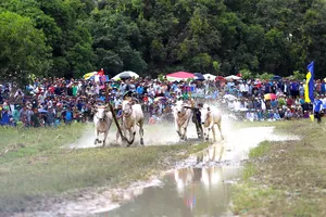 Sôi nổi Hội Đua bò Bảy Núi lần thứ 30 - năm 2025