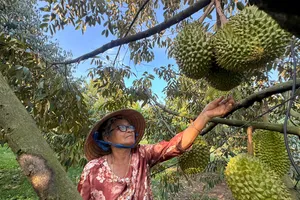 Sầu riêng trồng ở Phú Quốc hút khách, giá cao vì chất lượng