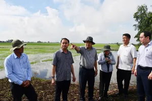 Hàng trăm ha lúa vùng Đồng Tháp Mười có nguy cơ mất trắng