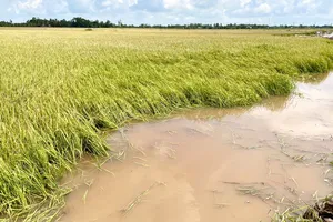 Nước lũ dâng gây thiệt hại hàng trăm hecta diện tích lúa, rau màu, cây ăn trái tại vùng Đồng Tháp Mười