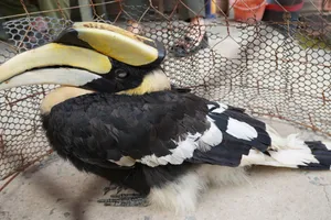 Cá thể chim hồng hoàng do ông Nguyễn Văn Cu bàn giao cho lực lượng chức năng. Ảnh: BLA