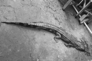 Xử phạt hơn 300 triệu đồng người nuôi cá sấu quý hiếm trái phép