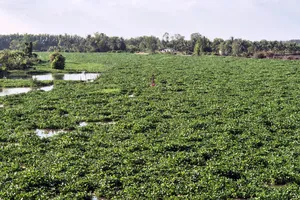 Lục bình "bịt kín" một đoạn sông Vàm Cỏ Đông đoạn ranh giữa xã Long Chữ và phường Thanh Điền