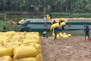 Nông dân vùng Đồng Tháp Mười, tỉnh Tây Ninh vận chuyển lúa được thu hoạch bằng xà lan
