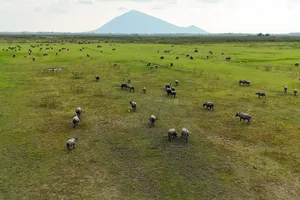 Hàng trăm con trâu, bò gặm cỏ giữa lòng hồ Dầu Tiếng cạn nước, phía xa là núi Bà Đen 