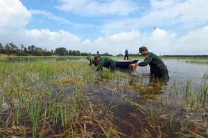 Tây Ninh: Bộ đội, thanh niên giúp dân gặt lúa "chạy lũ"