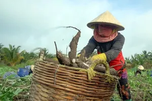 Giá khoai mì hơn 5.000 đồng/kg, nông dân lãi cả trăm triệu đồng/ha