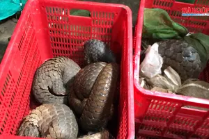 Triệt phá điểm buôn bán động vật hoang dã quý hiếm 