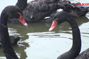 Trang trại thiên nga đen và trắng đắt khách cuối năm