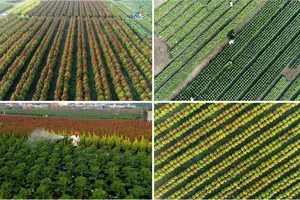 Trong nhà vườn 3 đời trồng hoa tết ở Gò Vấp