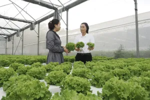 Sản xuất NNCNC tại Khu Nông nghiệp công nghệ cao TPHCM ở xã Nhuận Đức. ẢNH HOÀNG HÙNG