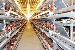 Poultry farming industry of Vietnam has great potential and advantage for export. (Photo: SGGP)