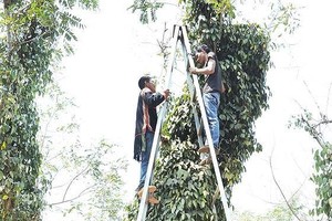 Farmers harvest pepper in Dak Lak Province. (Photo: SGGP)