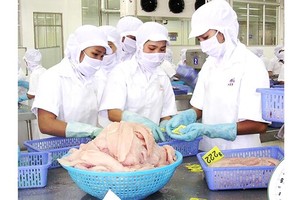 Workers process pangasius fish at a seafood processing company. (Photo: SGGP)