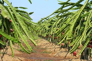 The price of dragon fruits in Binh Thuan hits a record high. (Photo: SGGP)