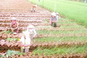 Growing vegetables is more effective than growing rice. (Photo: SGGP)