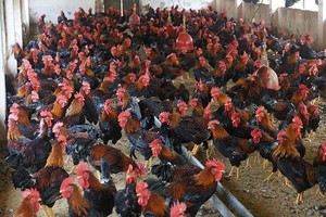 Vietnamese enterprises massively increase poultry farming
