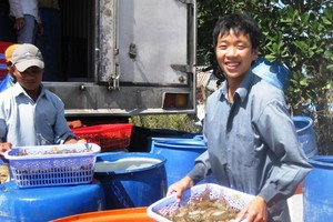 The prices of material shrimps in Mekong Delta provinces have climbed again. (Photo: SGGP)