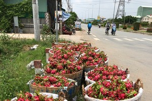 Farmers expand dragon fruit area in spite of declining prices
