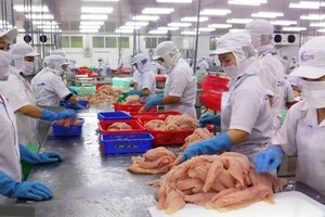 Pangasius fish export turnover this year is forecast to be difficult to meet the target. (Photo: SGGP)