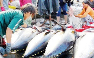 Seafood exports to EU drop due to yellow card