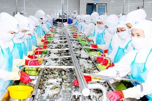 Processing shrimps for export in the Mekong Delta. (Photo: SGGP)