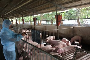 Husbandry industry aims to export 15-30 percent of production by 2030