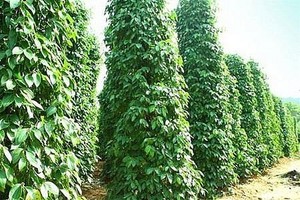 International pepper conference discusses solutions on sustainable development