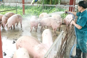 Pig-breeding households unable to rebuild pig herd without biosecurity