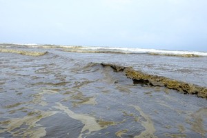 Silica algae causes change in seawater color in Quang Ngai Province