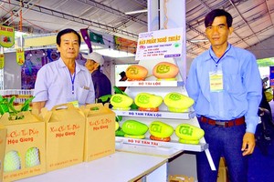 Word-imprinted mangoes, a special product of Hau Giang Province's farmers. (Photo: SGGP)