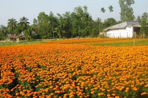 The flower village in Cho Lach District in Ben Tre Province has sold out about 80 percent of flower production at higher prices than last year. (Photo: SGGP)
