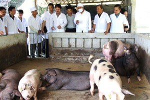 Provinces strengthen inspection after the African swine fever outbreaks. (Photo: SGGP)