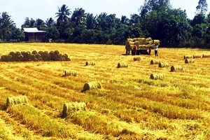 Farmers harvest early winter-spring rice in the Mekong Delta. (Photo: SGGP)