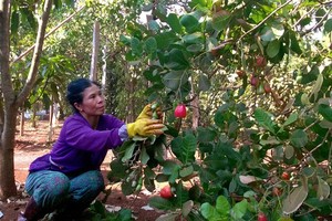 A cashew field in Dong Tam Commune in Dong Phu District in Binh Phuoc Province. (Photo: SGGP)