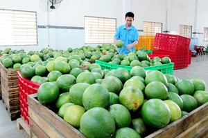 Price of green-skinned pomelos falls sharply due to poor consumption