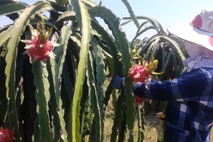 The price of dragon fruits unexpectedly recovers but the supply is scarce. (Photo: SGGP)