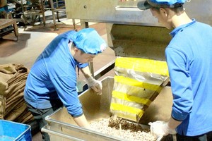 Cashew nut processing in Binh Phuoc Province. (Photo: SGGP)