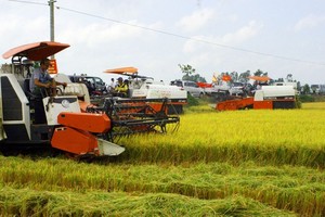 Hau Giang farmers enjoy bumper crop of rice