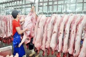 Pig price forecast to decline to VND60,000 per kilogram in Q3