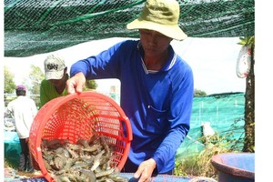 Low shrimp prices cause difficulties for farmers, enterprises