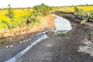 Mekong Delta provinces receive support to combat drought, saltwater intrusion