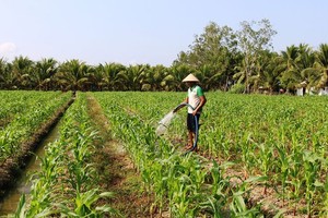 Farmers in Tra Vinh Province grow corn on rice-growing land. (Photo: SGGP)