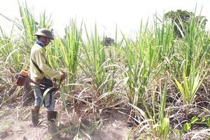 Mekong Delta farmers destroy thousands of hectares of sugarcane