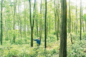 Mr. Le Bien Hoa, a farmer in Trung Son Commune in Gio Linh District in Quang Tri Province, was a pioneer in FSC-certified afforestation across the country. (Photo: SGGP)